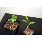 Купить Черенок Коки (erythroxylum coca) живое растение