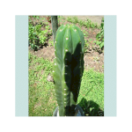Сан Педро, семена (Trichocereus Pachanoi)