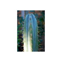 Биг Мак Кактус (Ayacucho ) - Trichocereus Macrogonus, семена